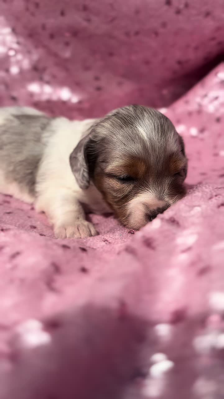 @DynastyKennels