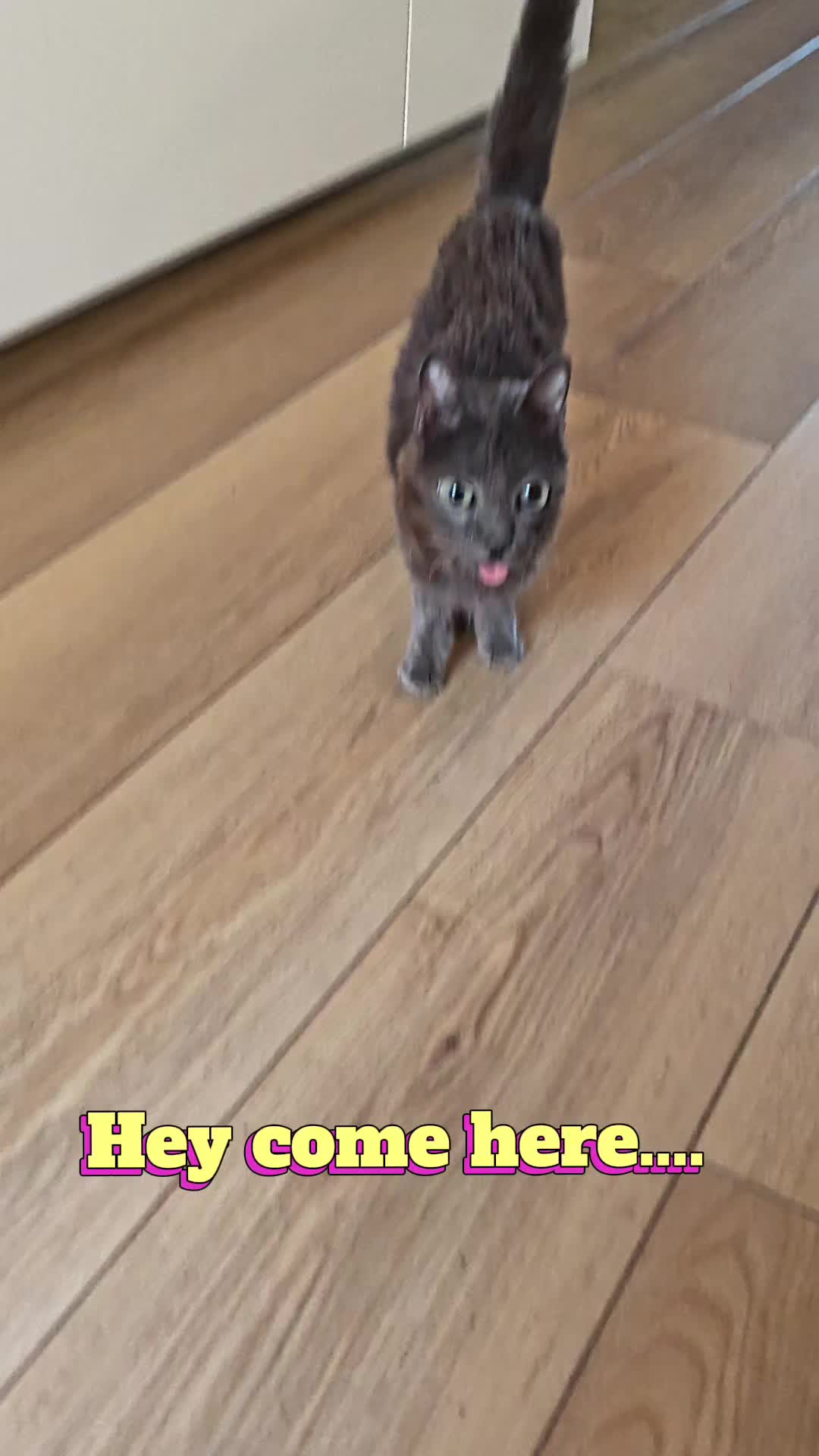 @blu_the_blep