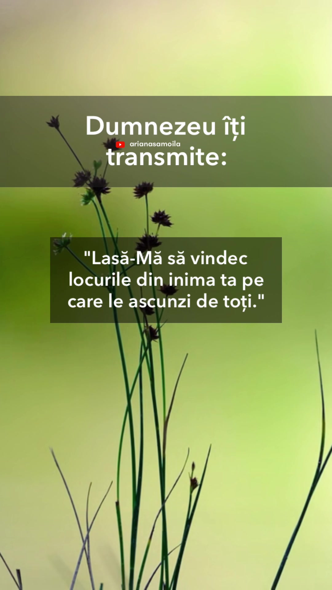 @Ariana Samoilă
