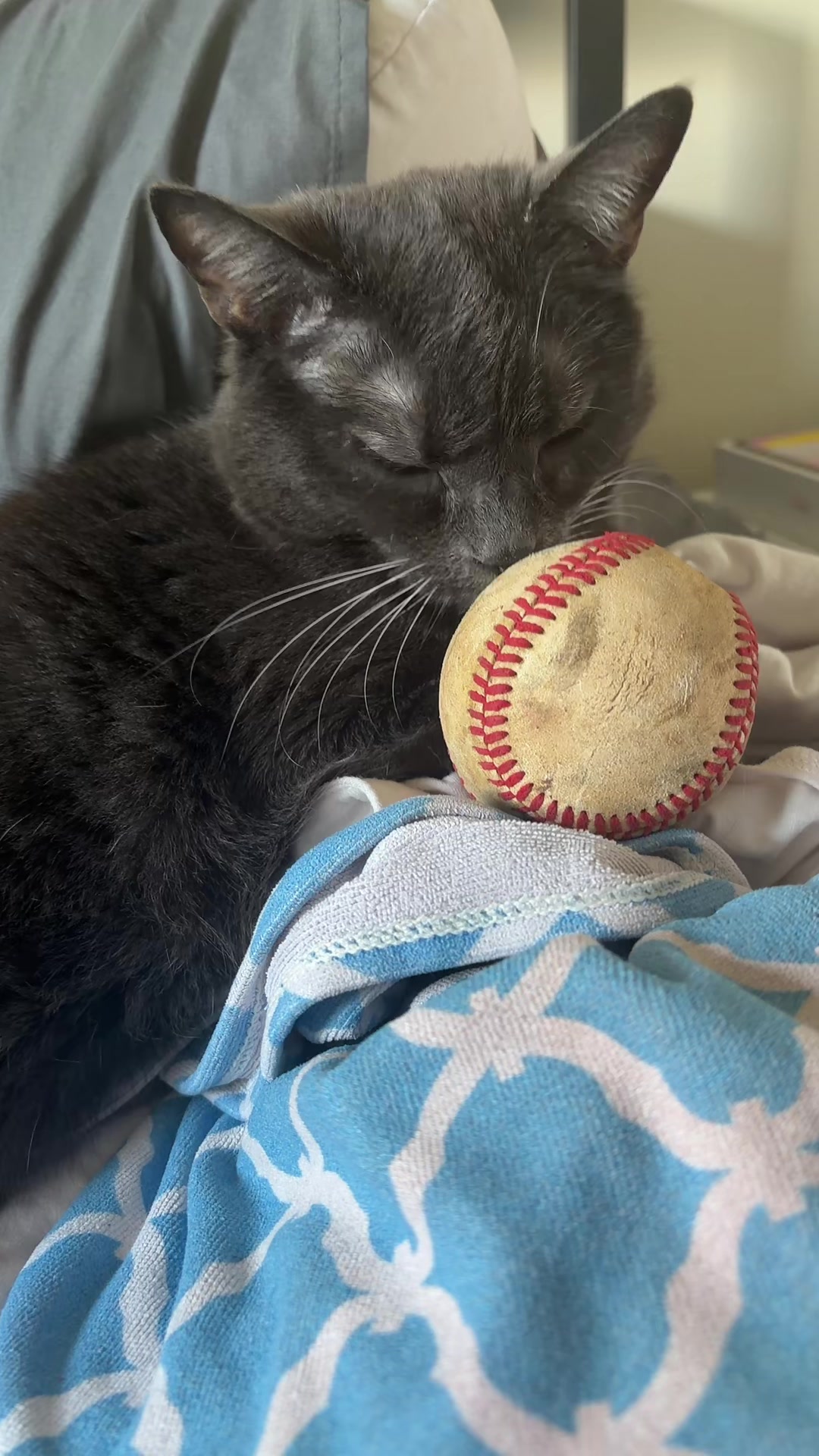 @zeldathecutecat