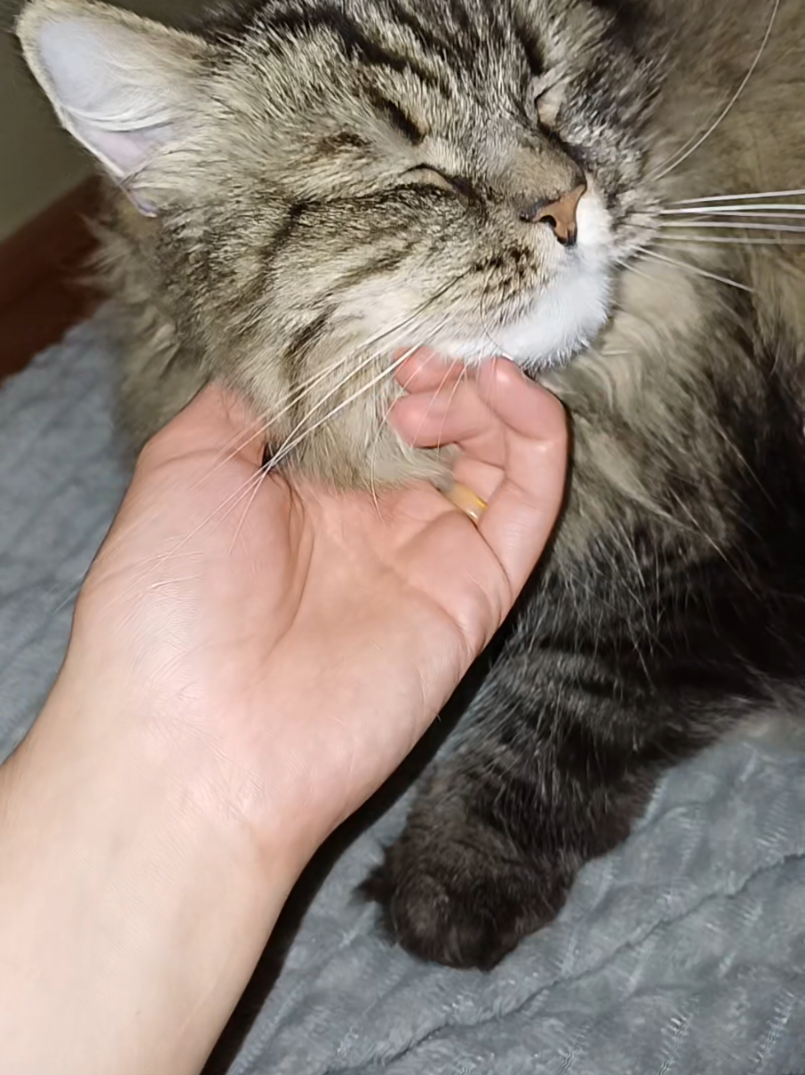 @cat_bayun_