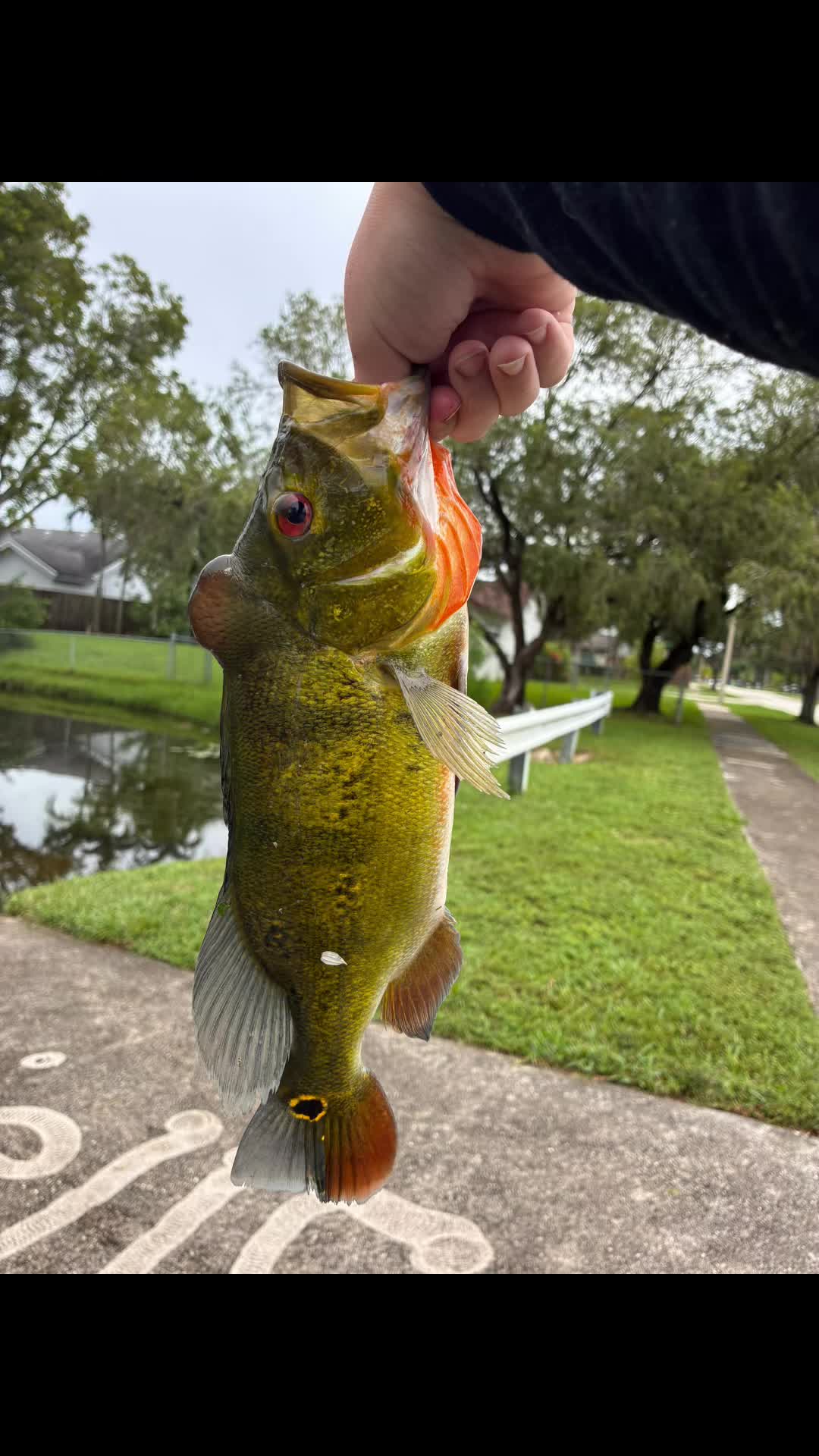 @Teamfishing