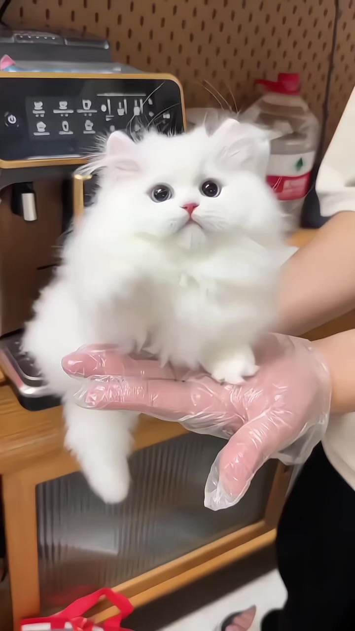 @🦋⍣⃝𝐊 𝐇 𝐀 𝐍🕊  خان