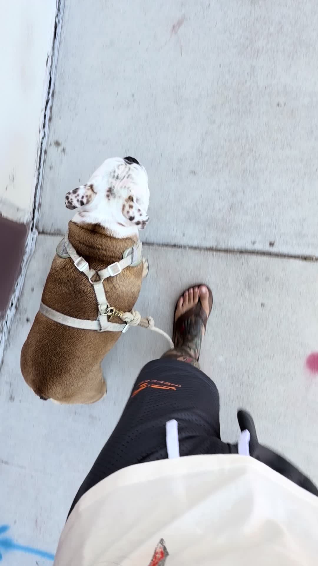 @oglionmain