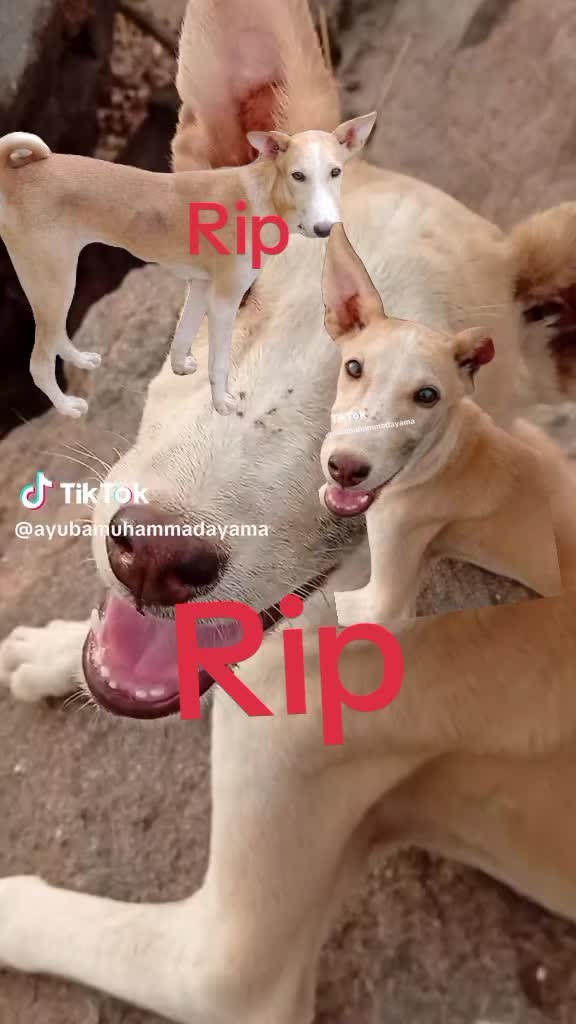 @Atiku dawa ayama
