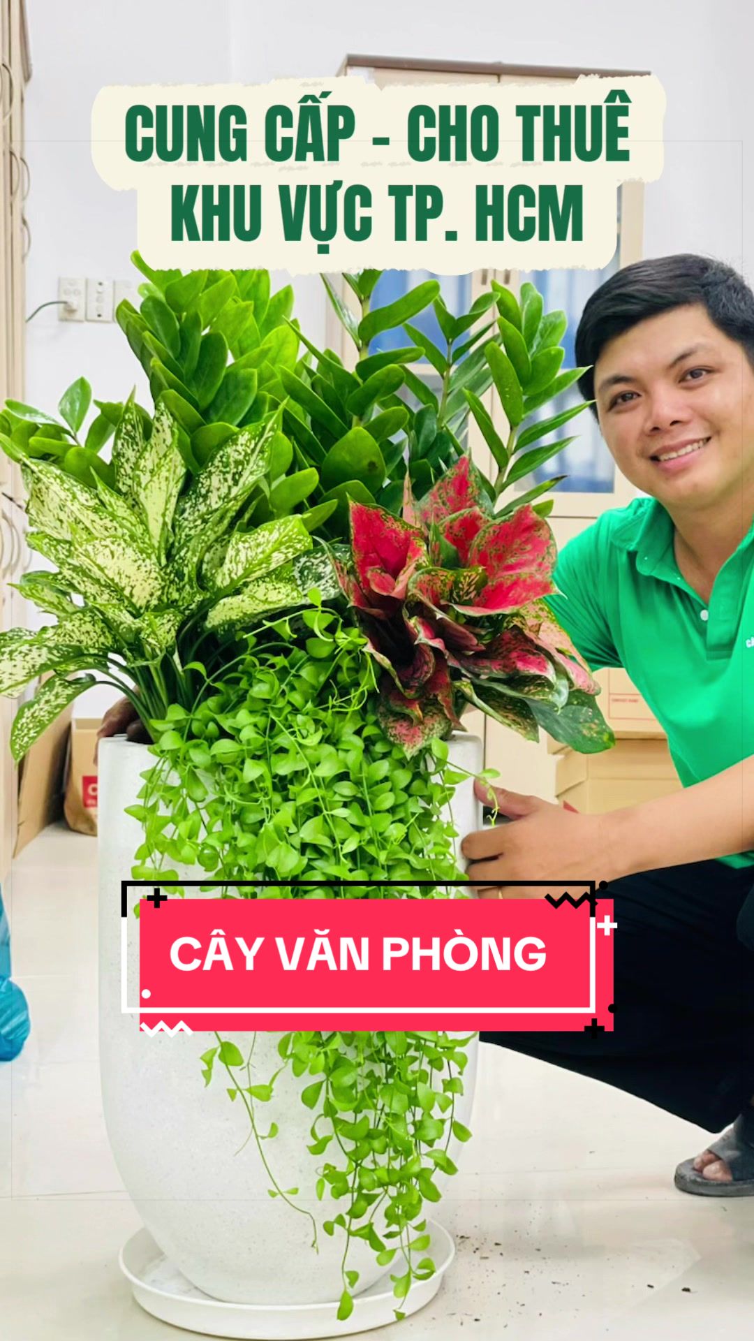 @C&acirc;y Xanh Phong Hồng
