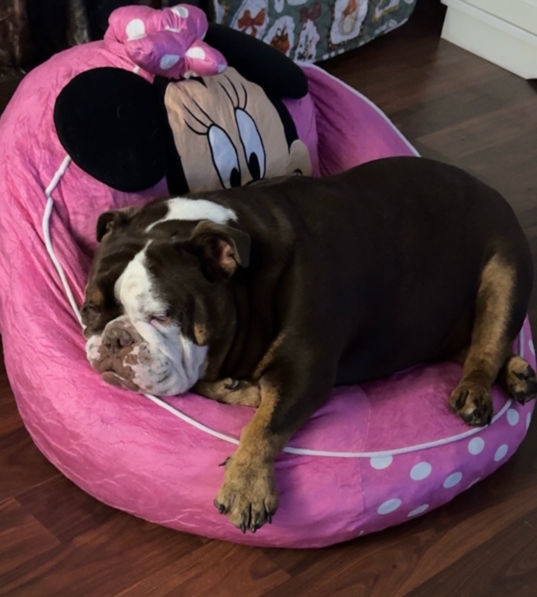 @BO$$L@dY