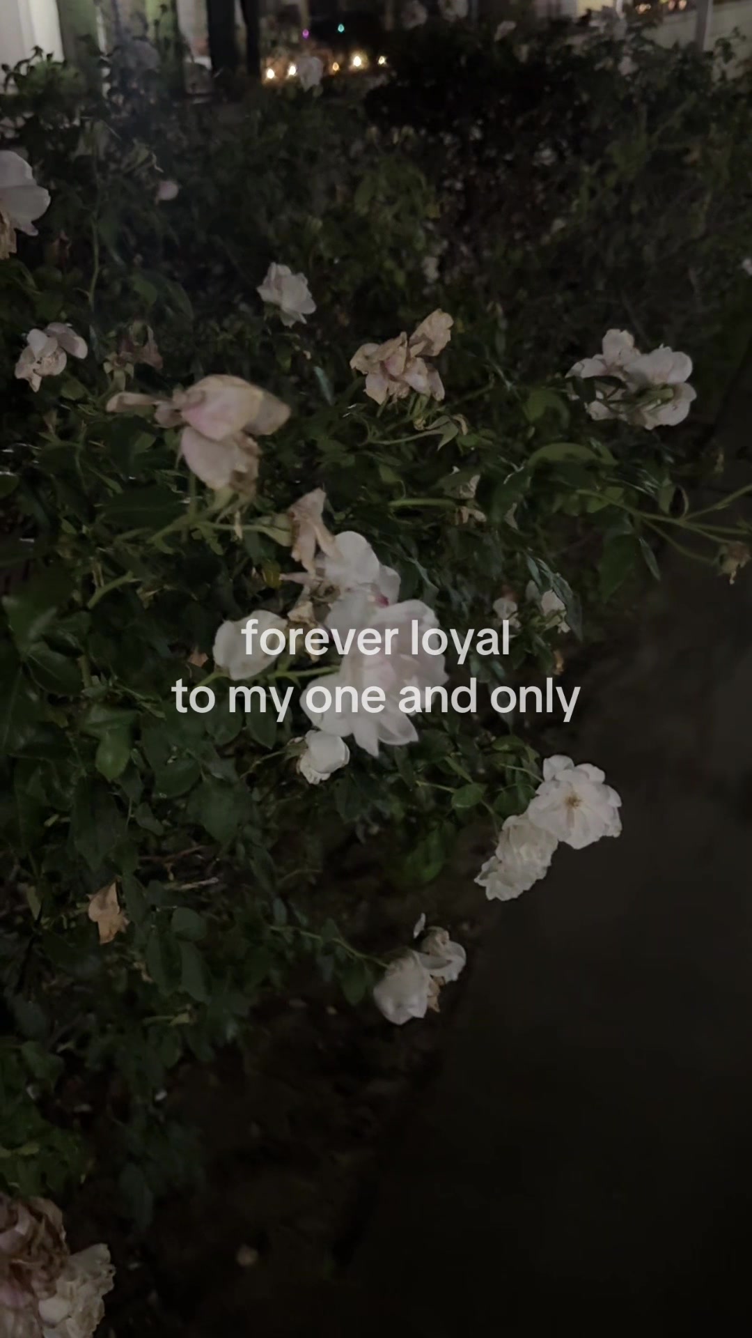 @loversarchived
