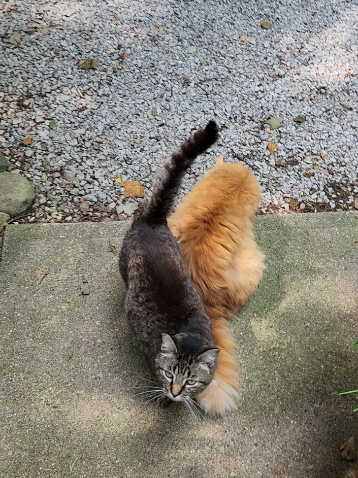 @Kitty Sanctuary