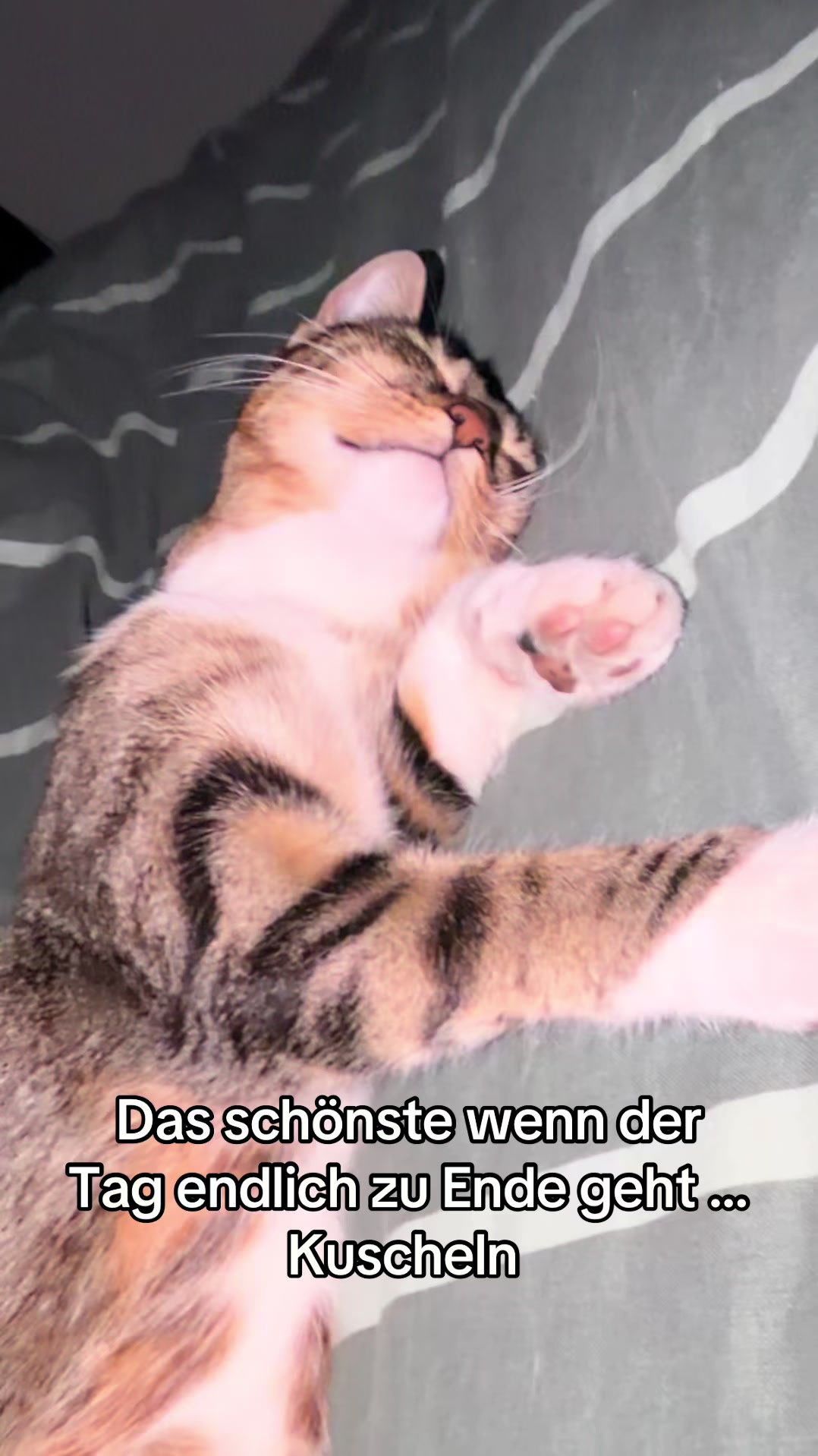 @Oscar & die Katzenbande
