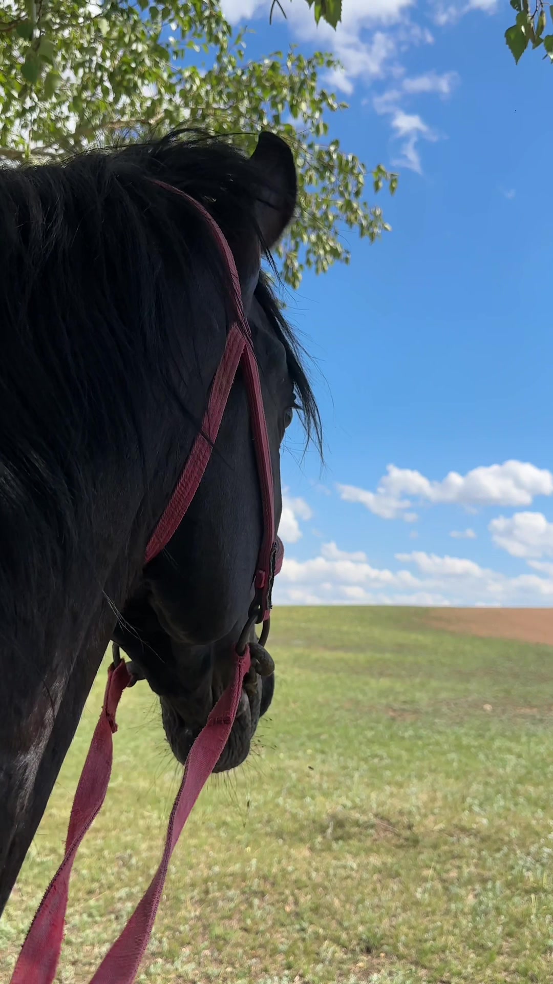 @NAZEKA🐎