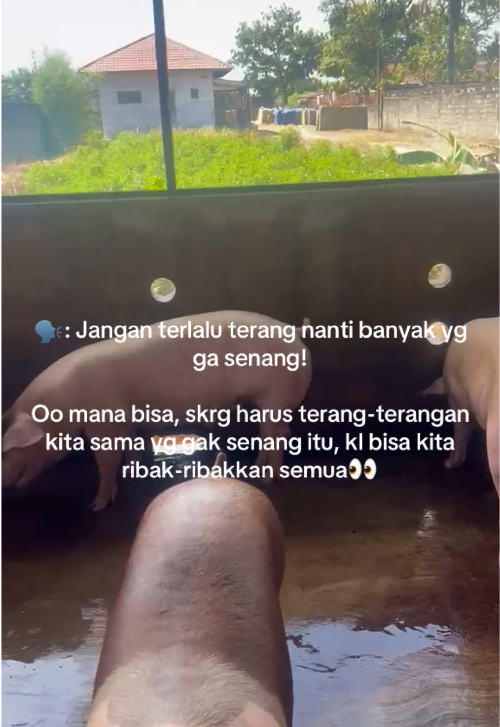 @Twinspiggyfarm01