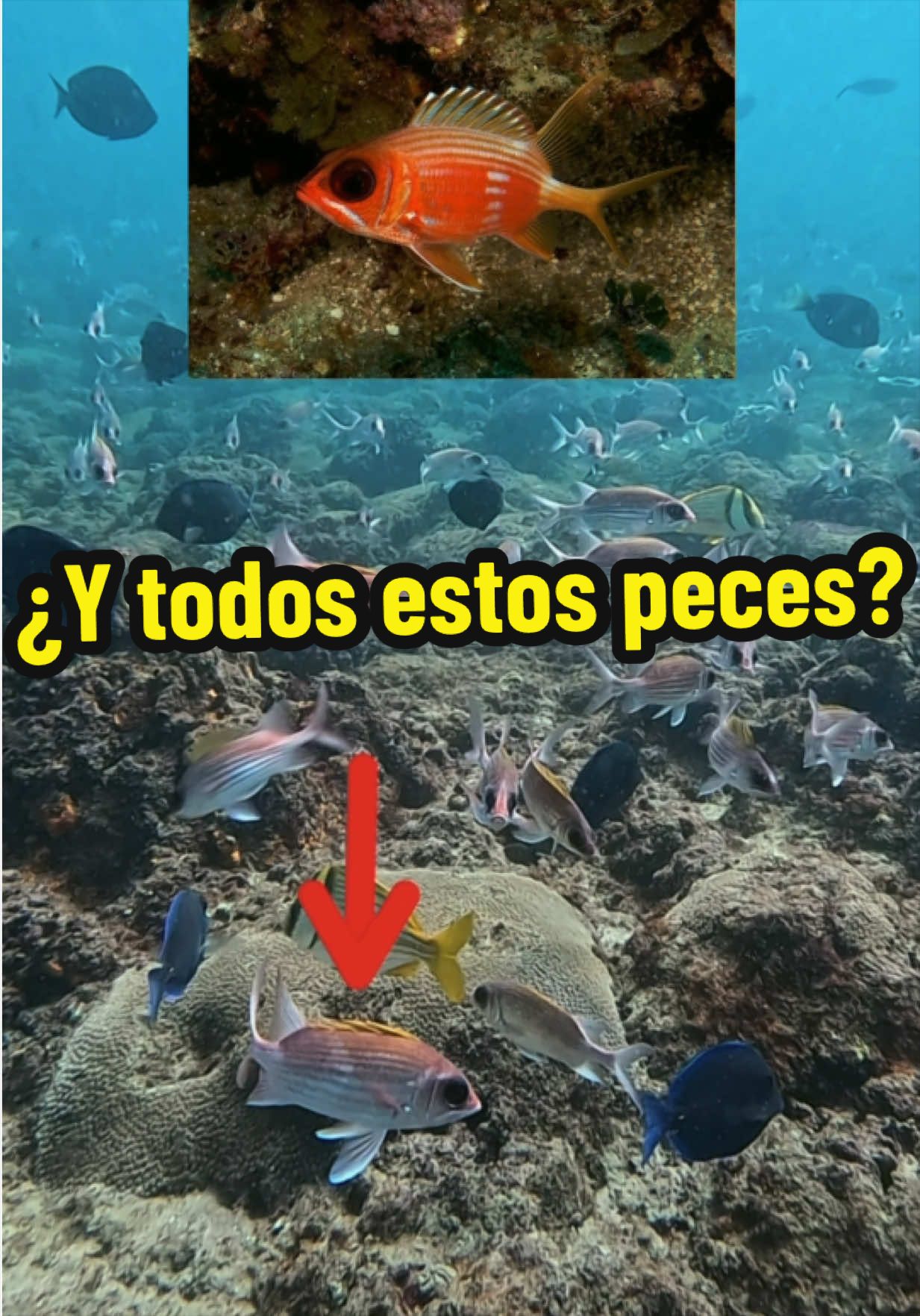 @chekense_esto