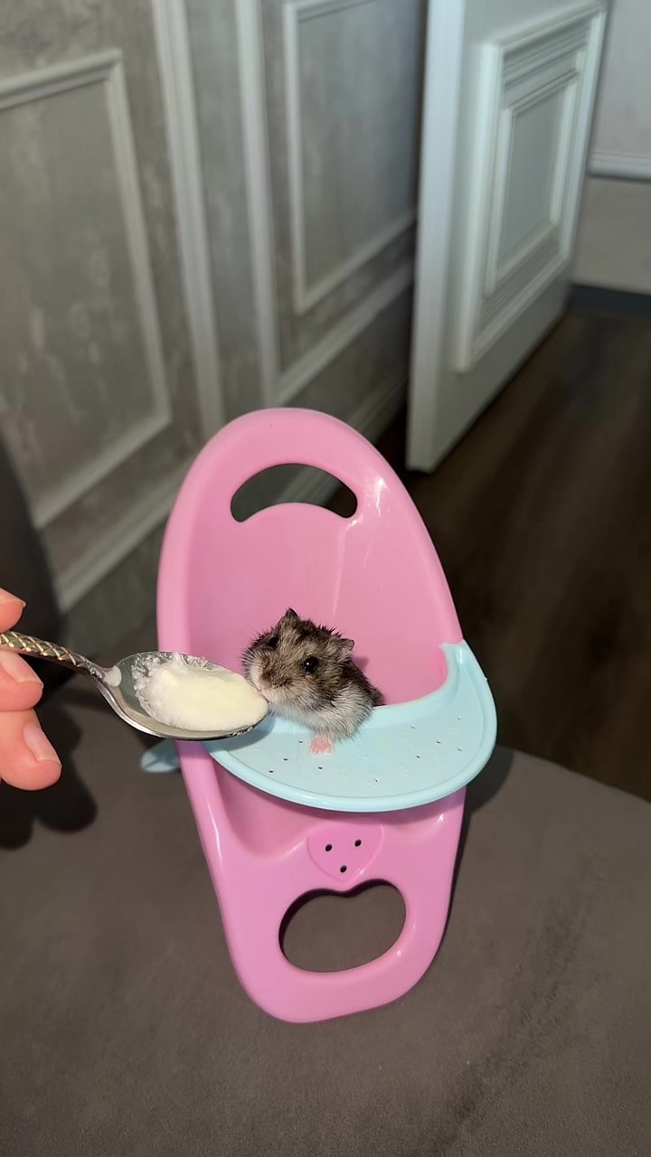 @hamster.cuppulu