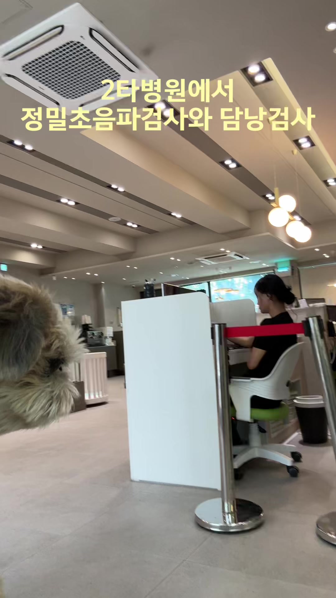 @시츄 포비