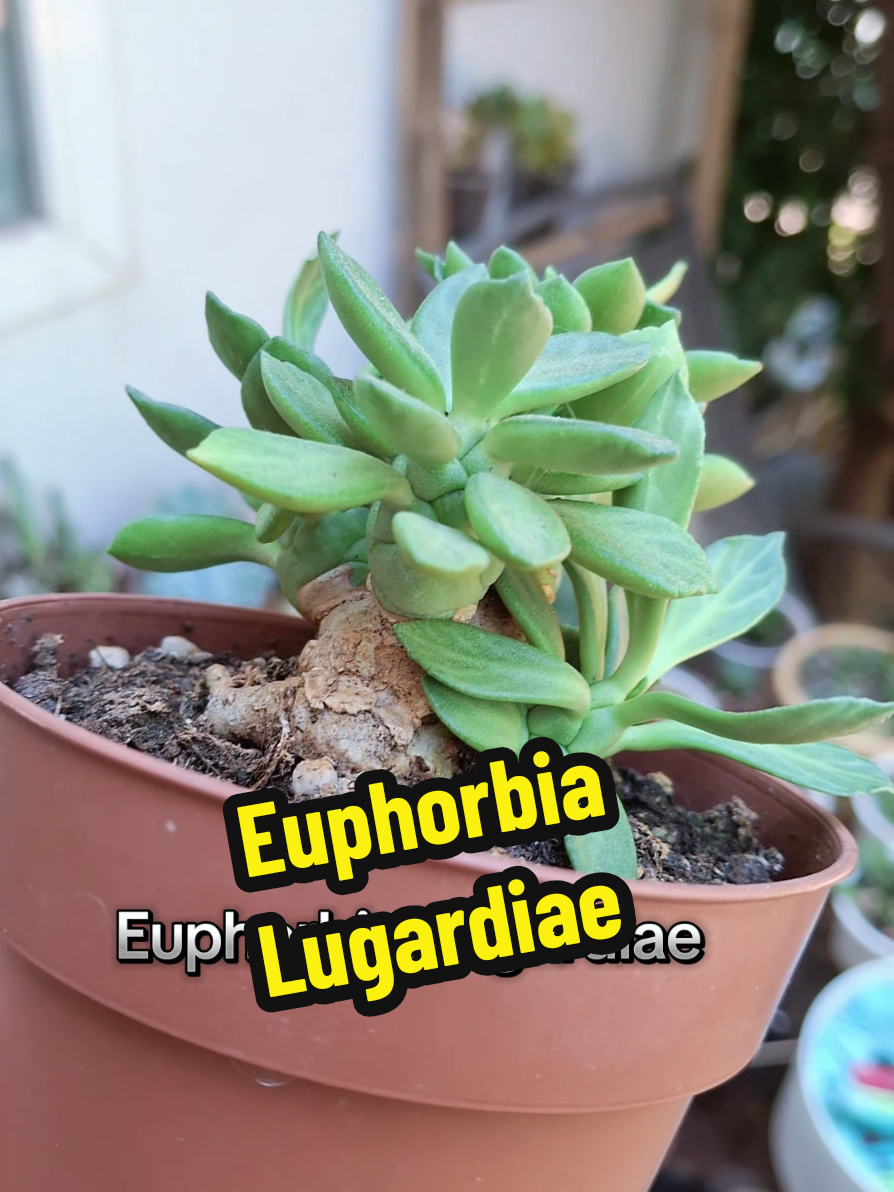 @Succulent_ninja