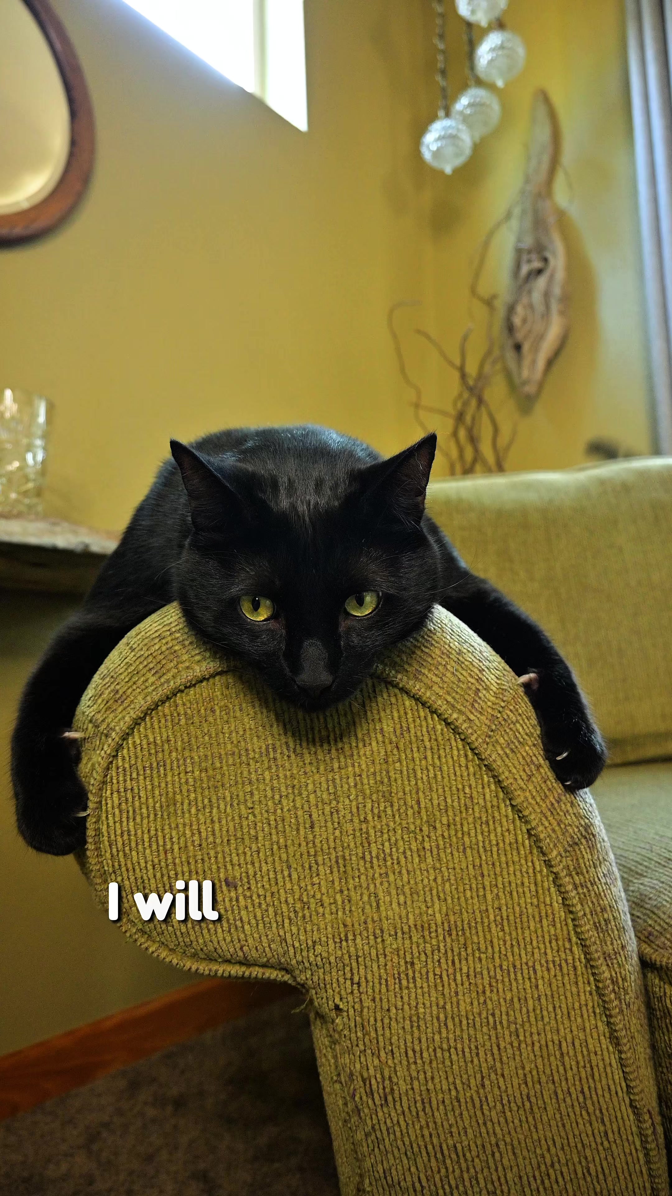 @Leon The Cat Dad