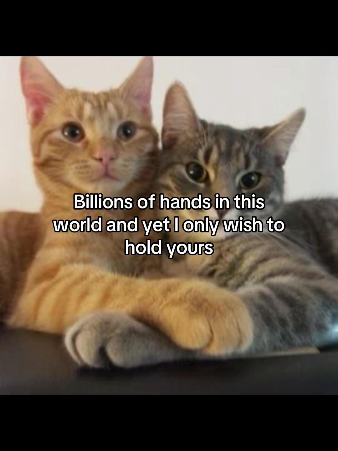 @LavanderCat
