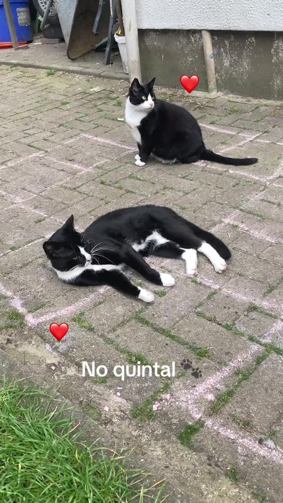 @Kila e Seus Filhotes