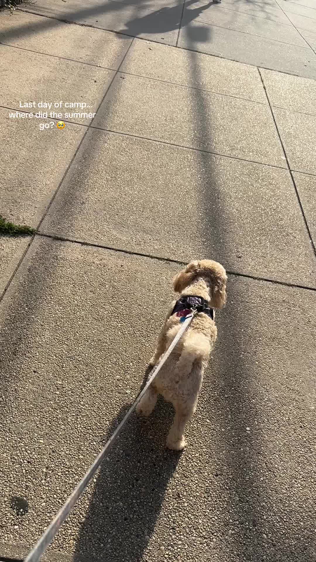 @Tiff🤍BoyMom/DogMom/UrBestiee