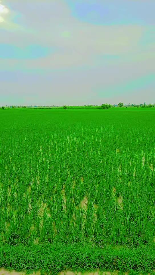 @Nawaz_janjua