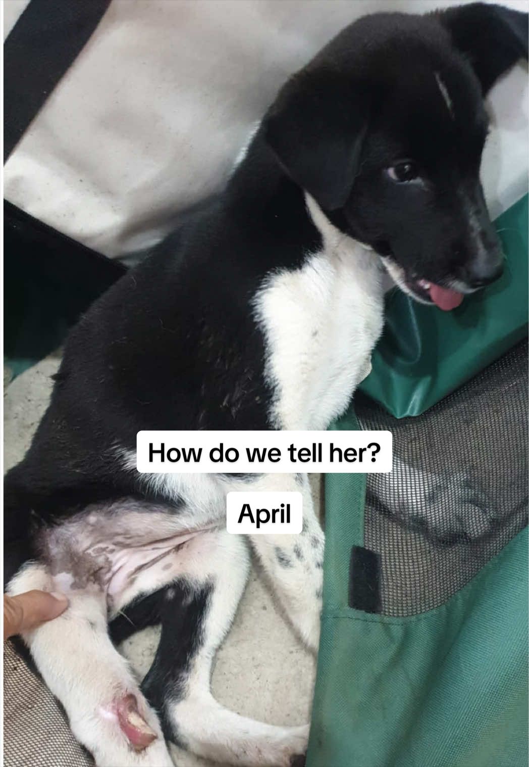 @Tia&rsquo;s Tail Tales