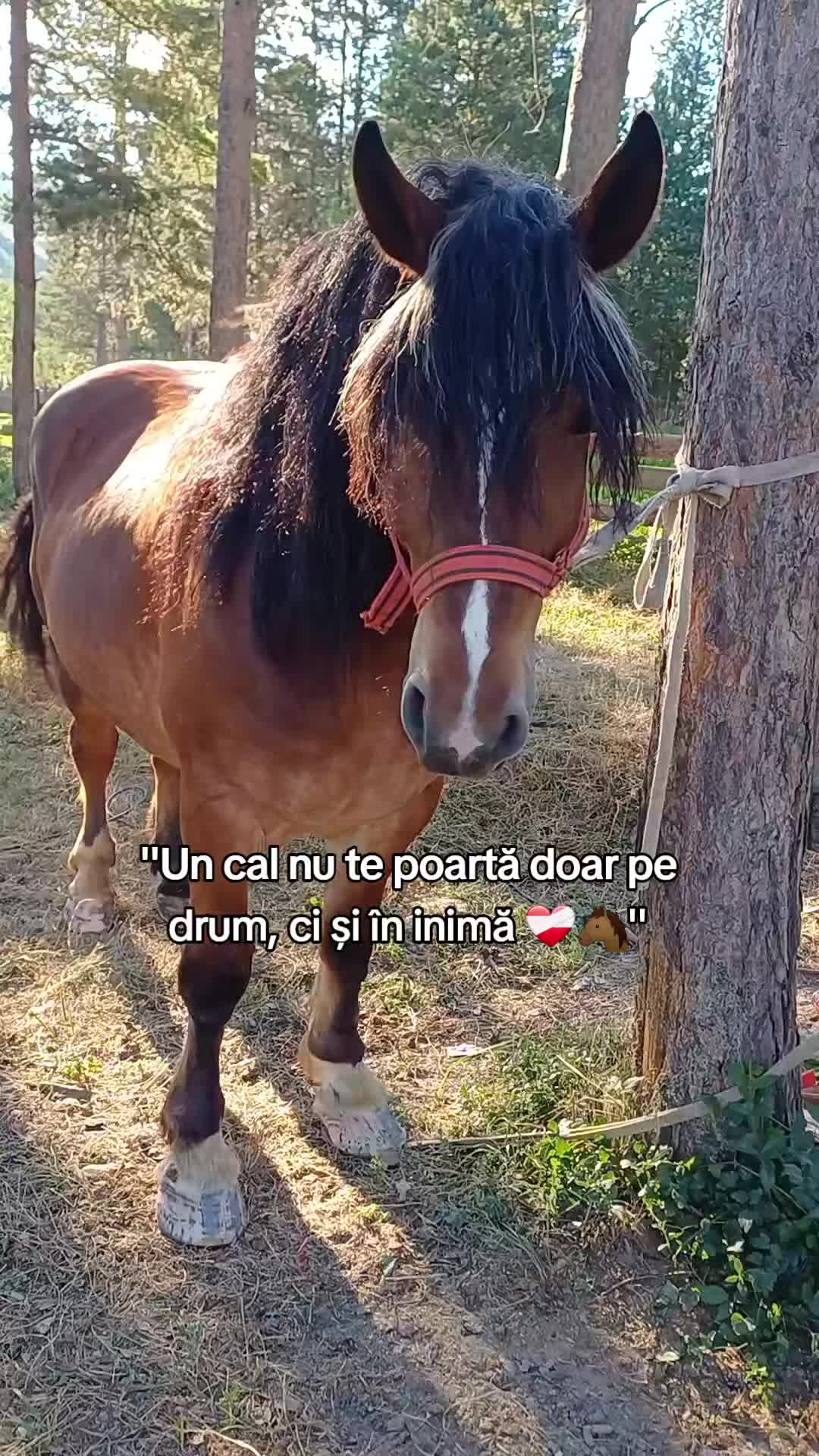 @Stelian