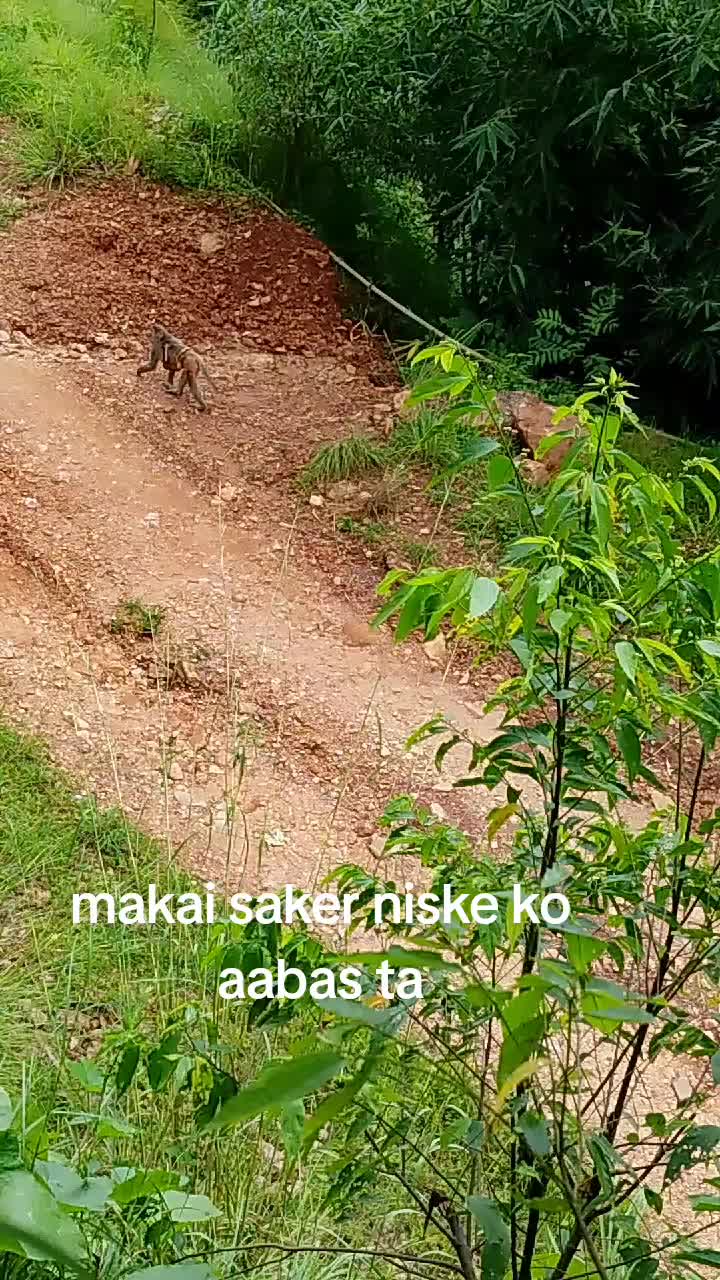 @Anisa Rayemajhi