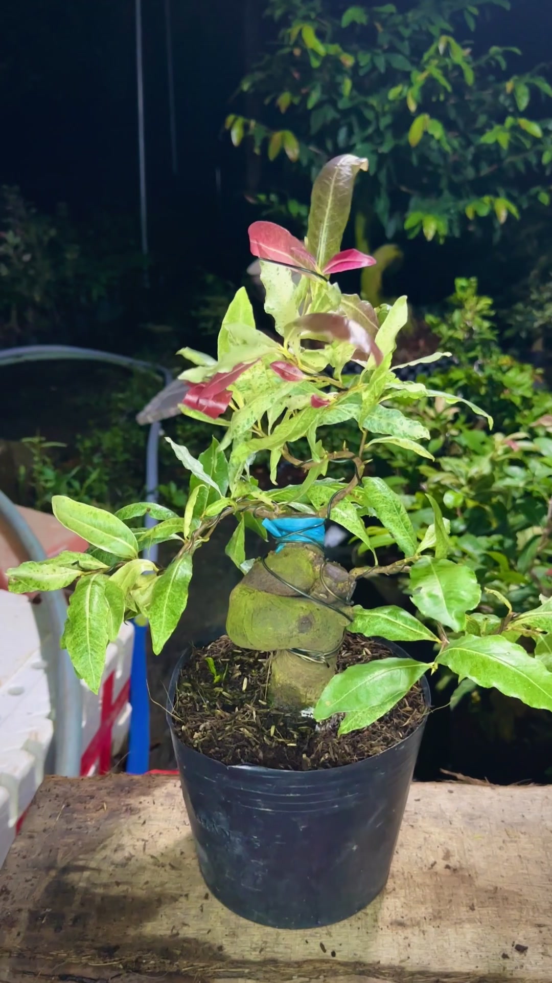 @Hồng Tr&uacute;c Mai V&agrave;ng