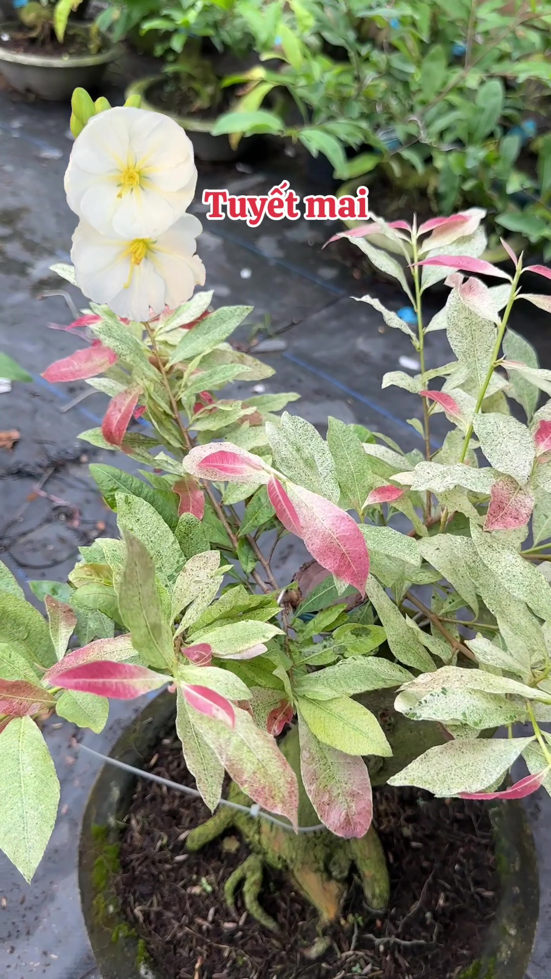 @Hồng Tr&uacute;c Mai V&agrave;ng