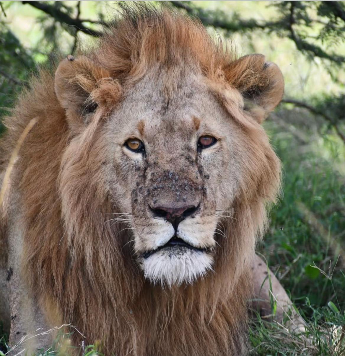 @𝓝 𝓪 𝓲 【Lion Expert】