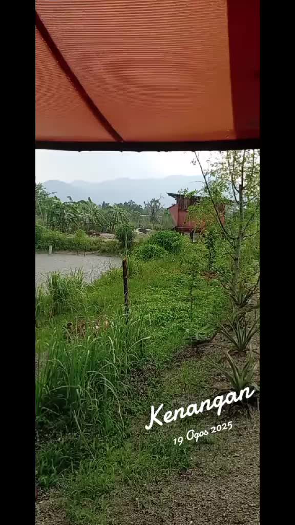 @Toman_Rimba_ll