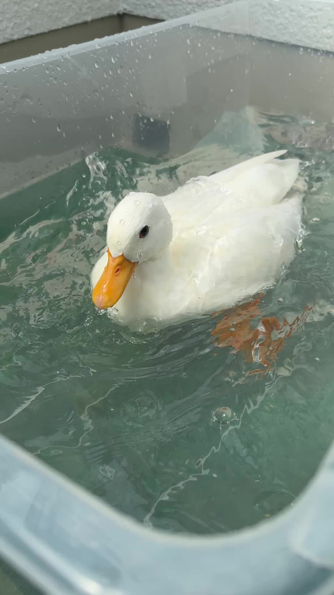 @モッチャン