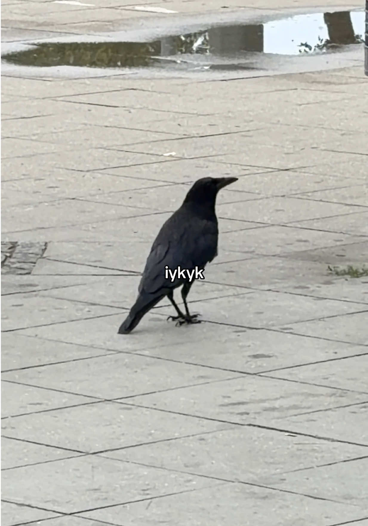 @─ ⋆&sdot;☆&sdot;⋆ ─