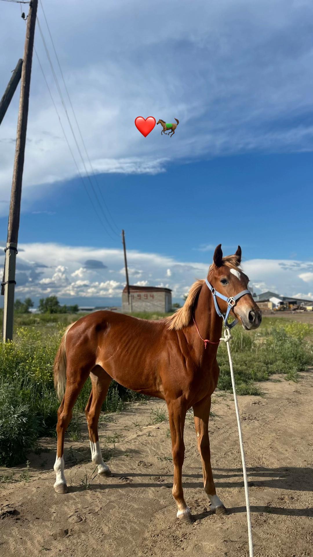 @🐎❤️