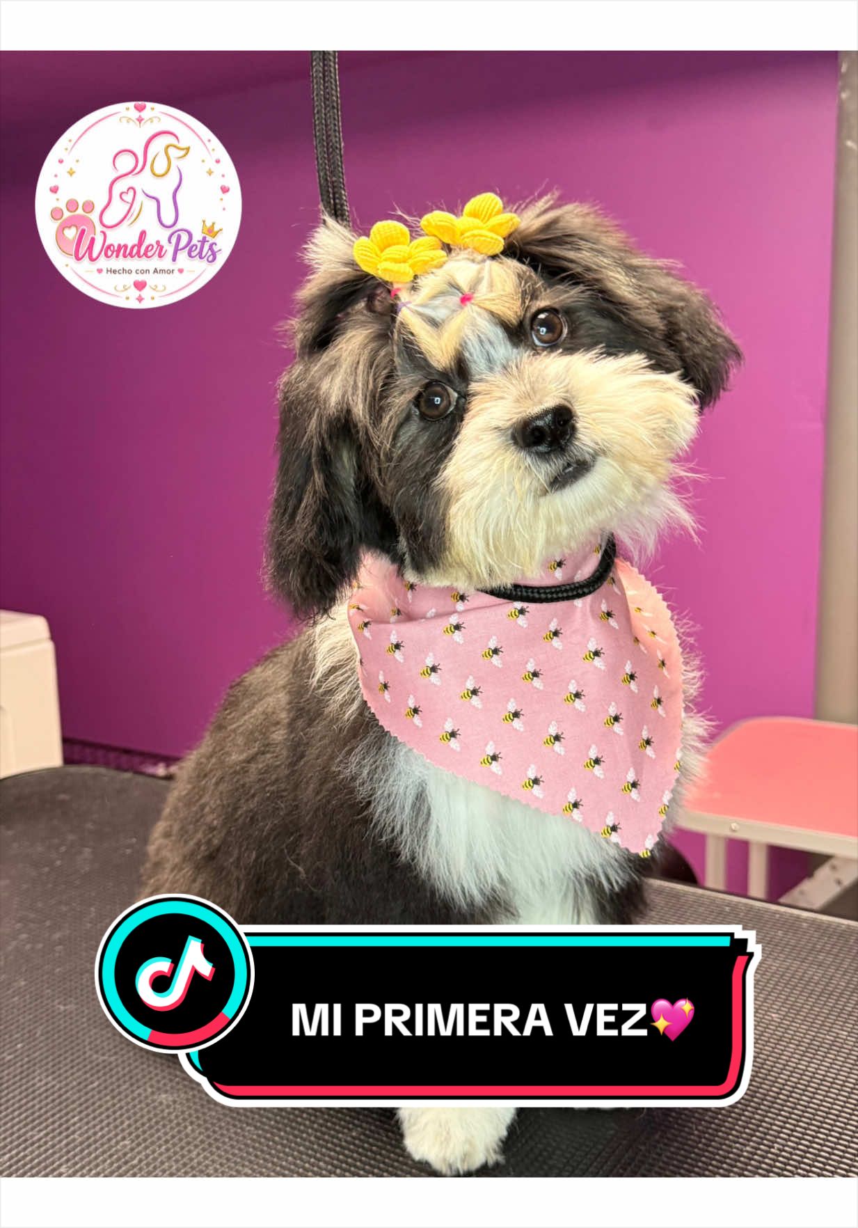@wonderpetsgrooming