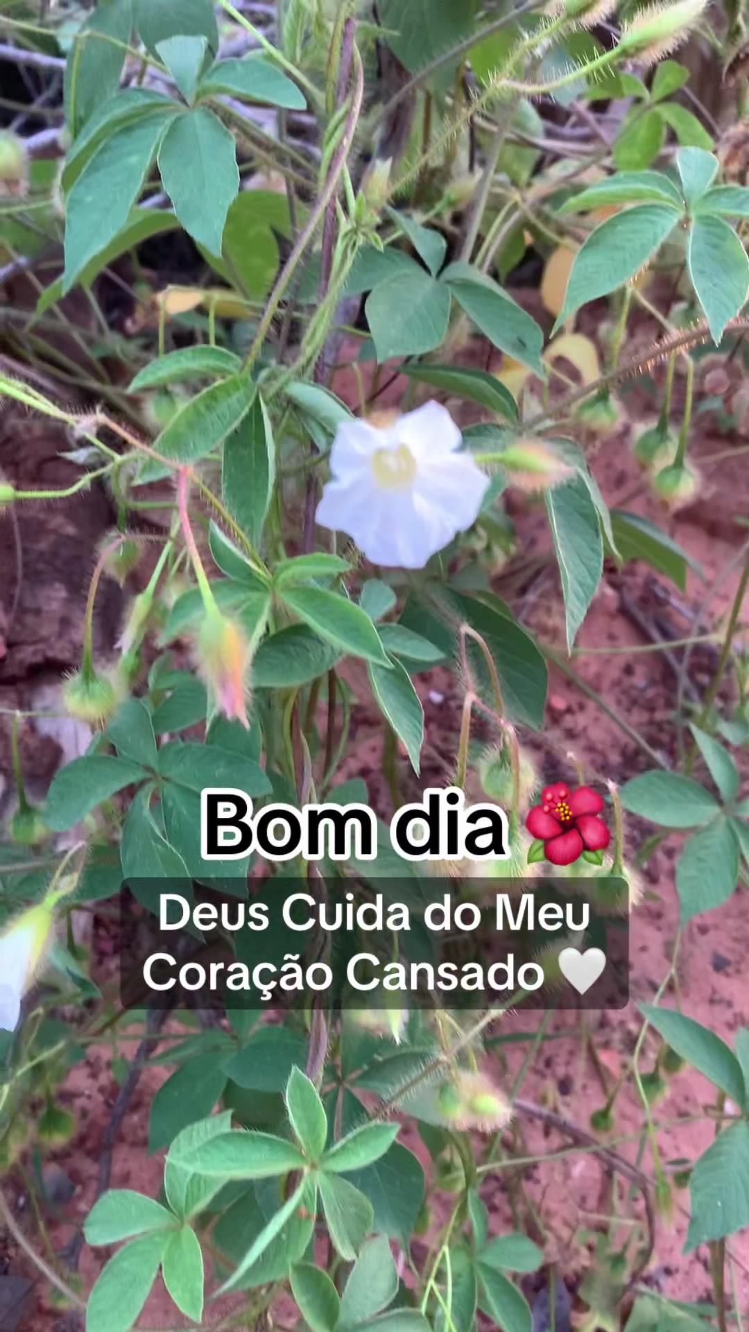 @Entre La&ccedil;os
