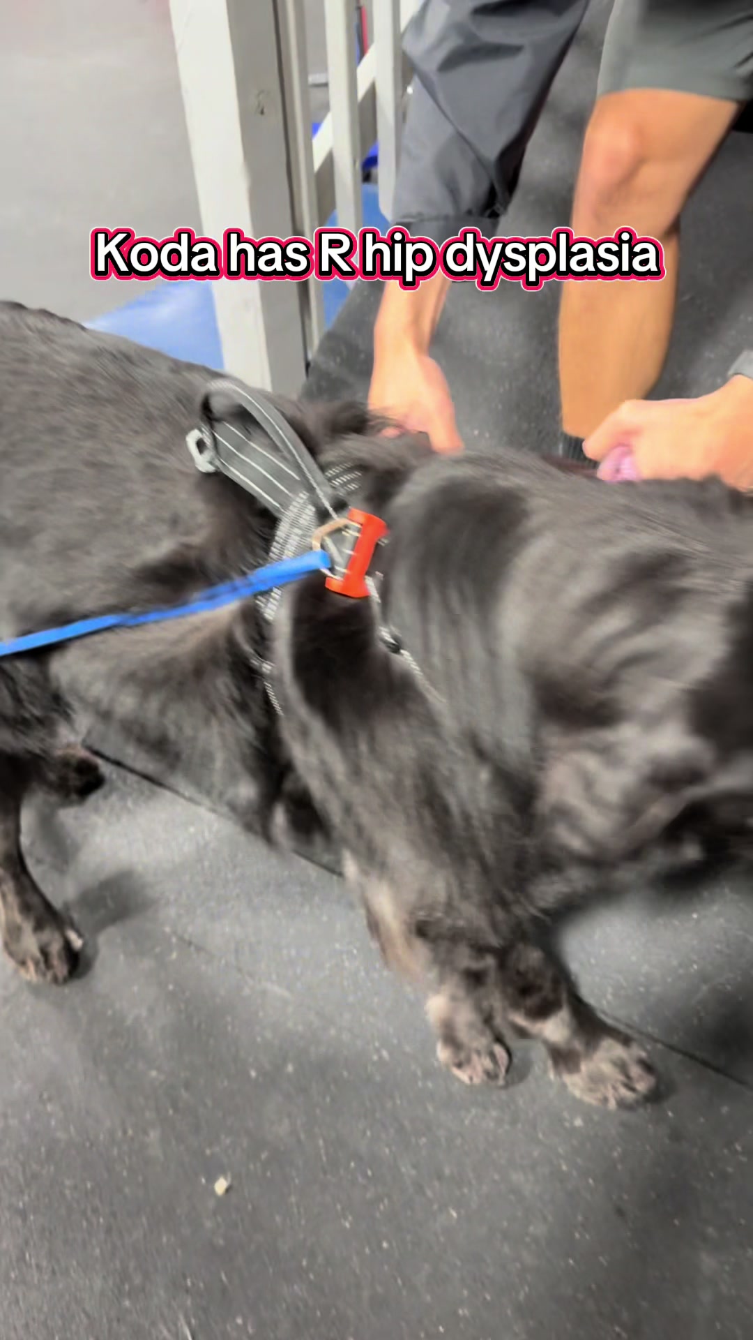 @ArfitDogRehabFitness