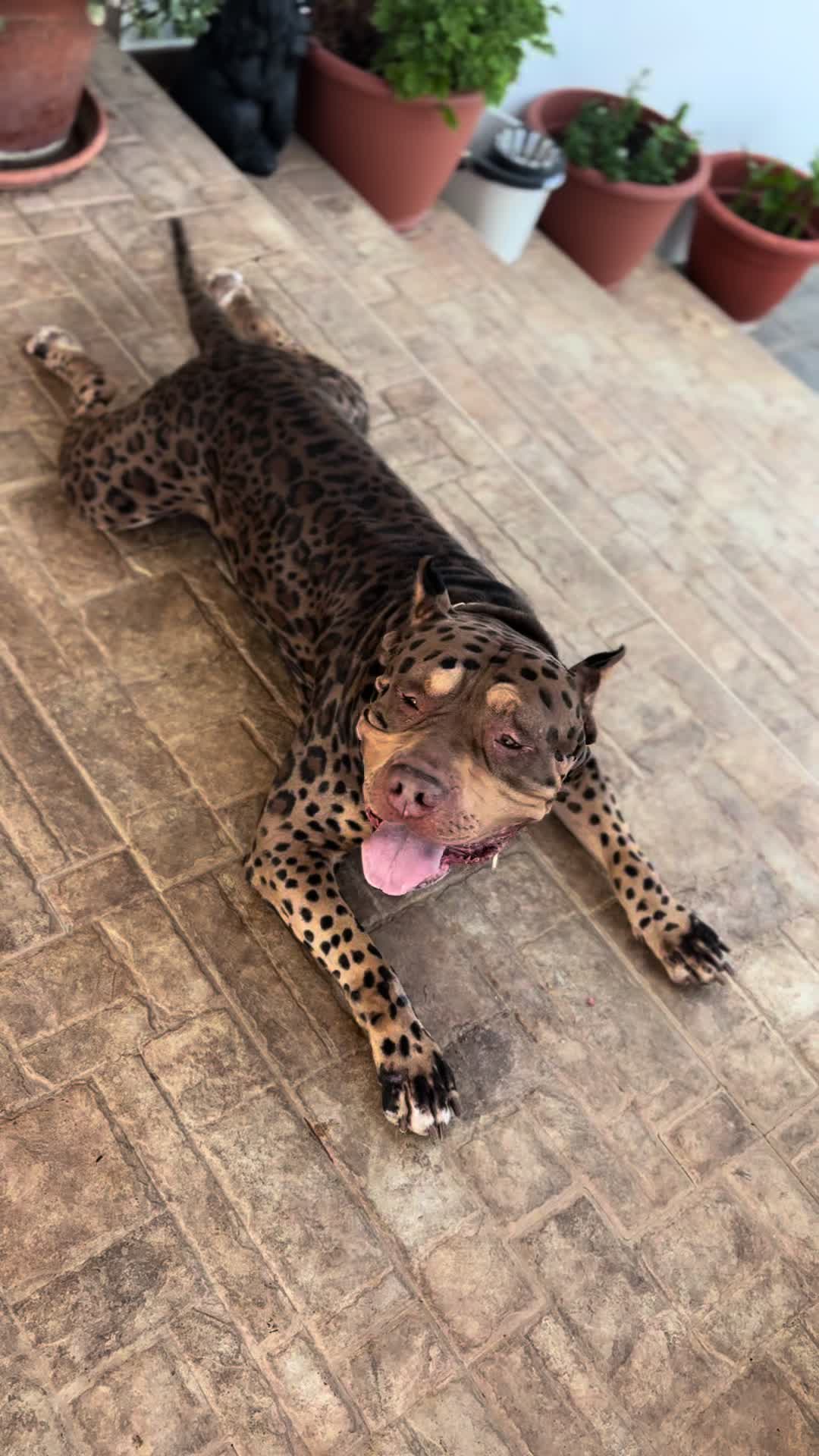 @deanthedogman1