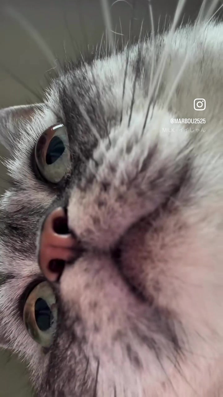 @大福兄弟😽