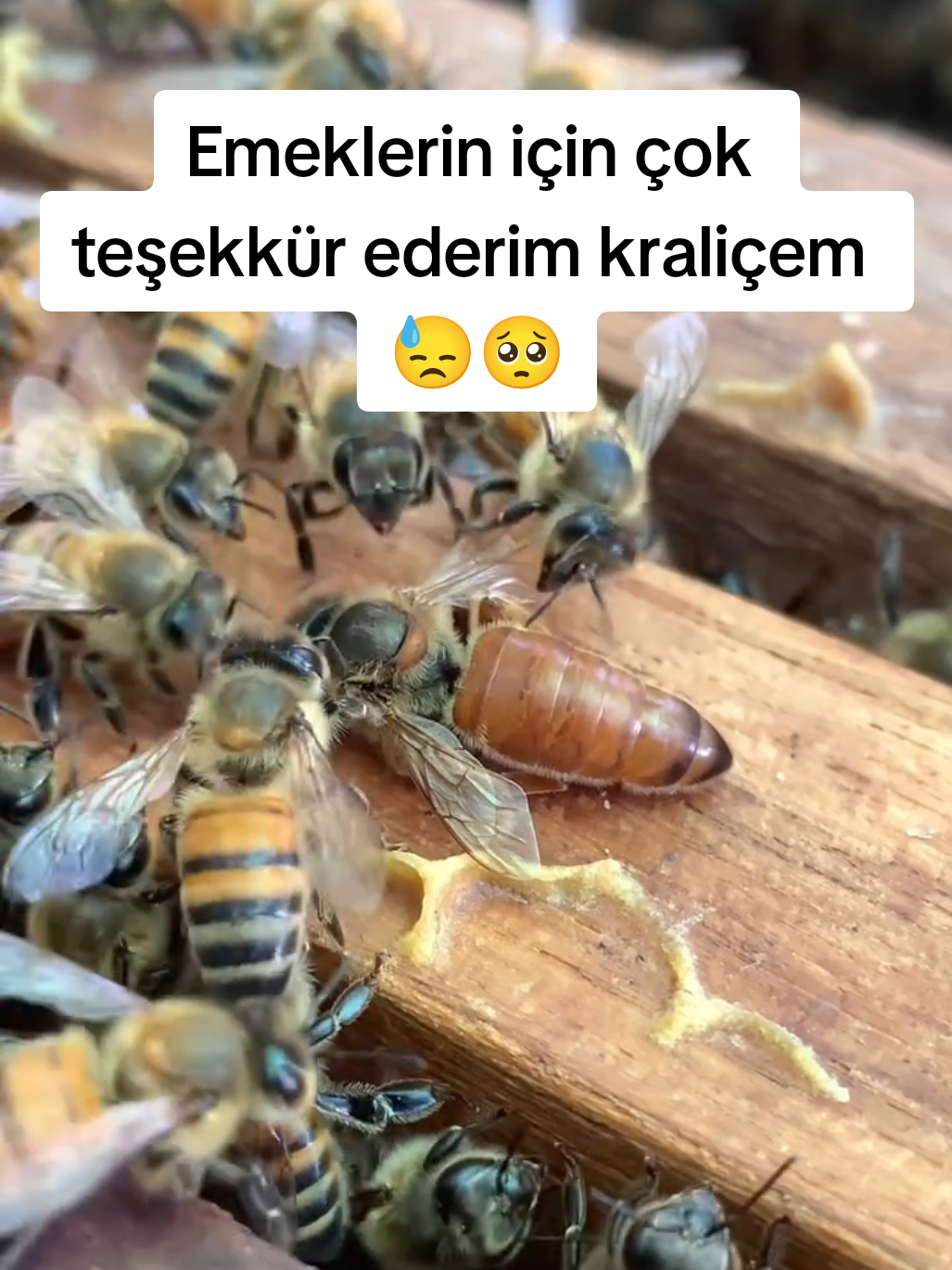 @Doğan Arıcılık 🐝