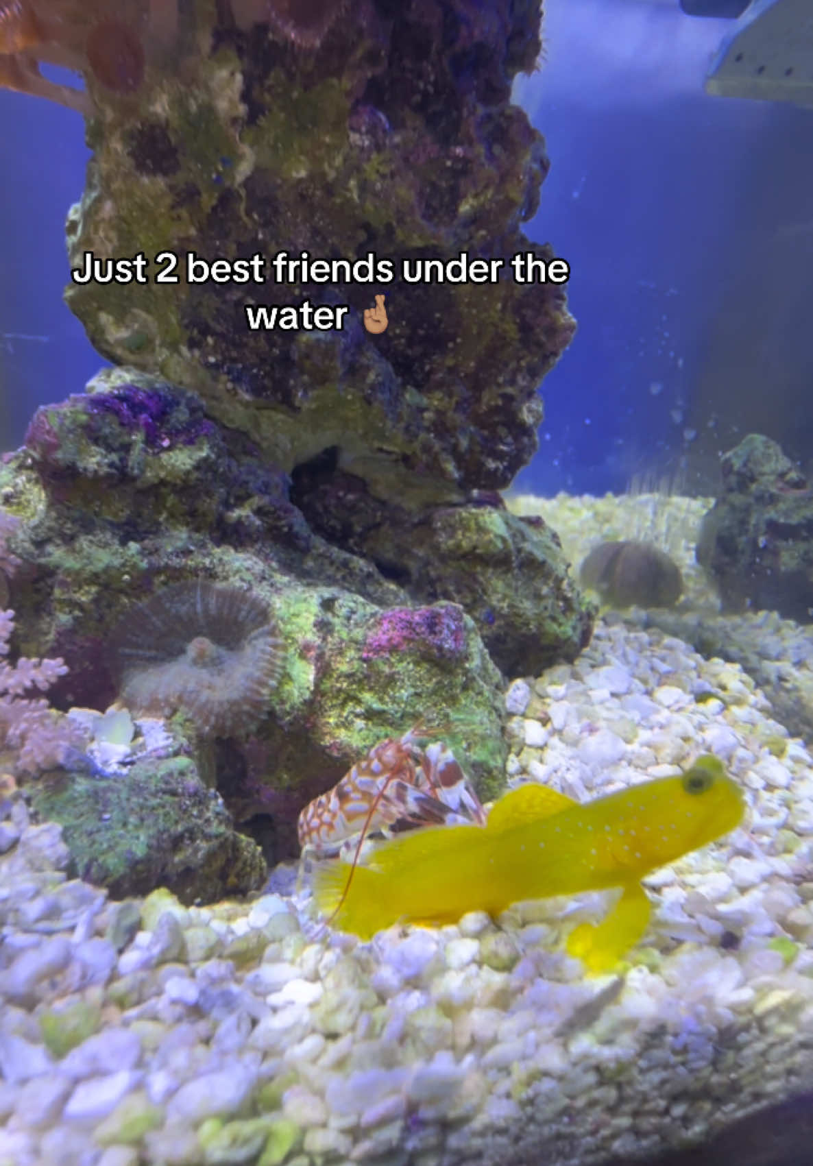 @ReefSync