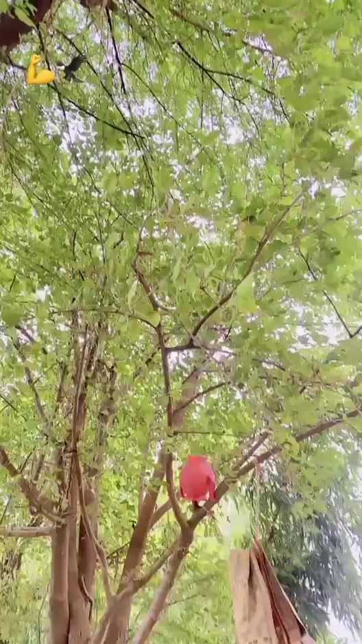 @乙ᛕ&bull;⚜️🚩