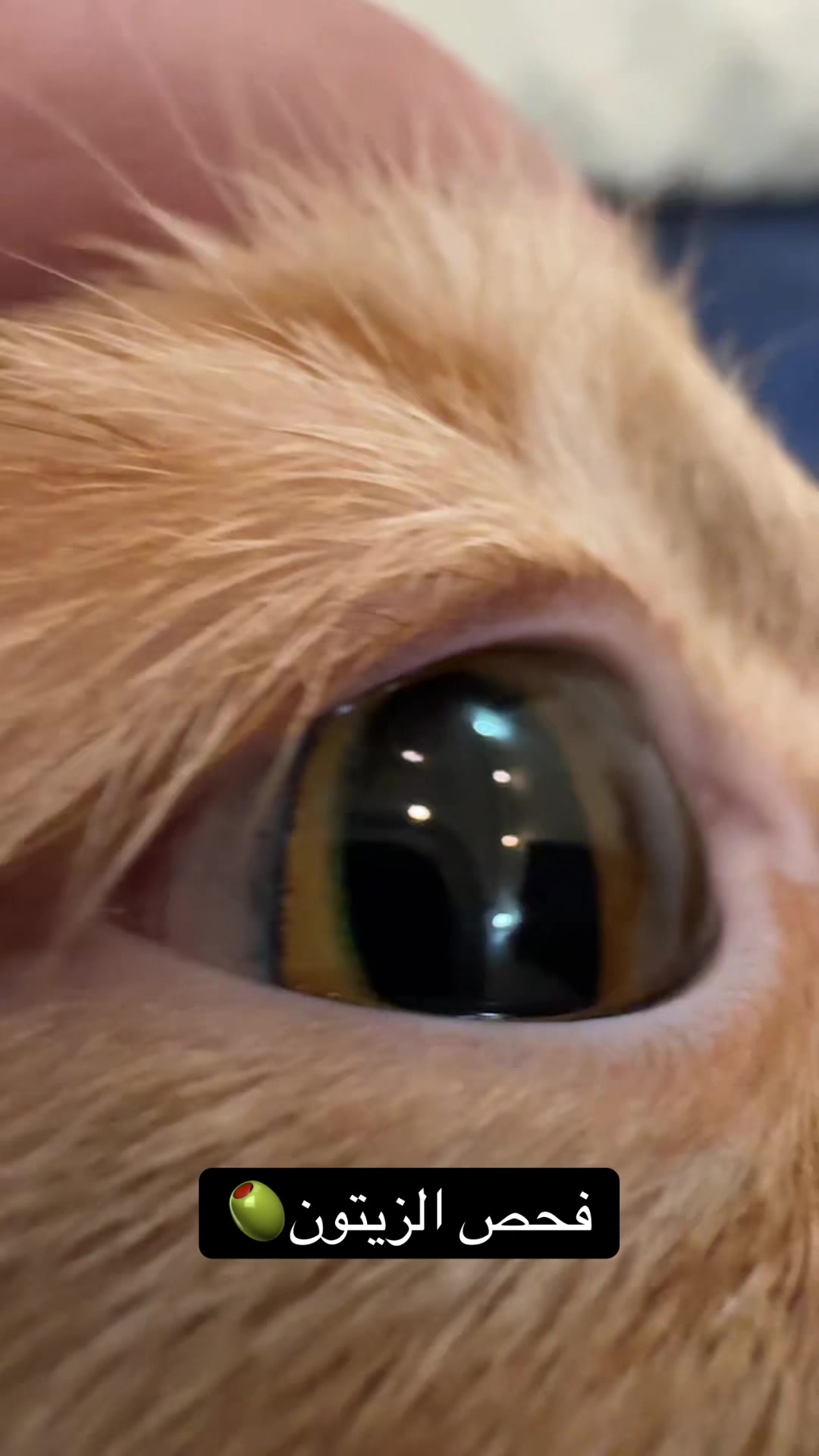 @3aslTheCat