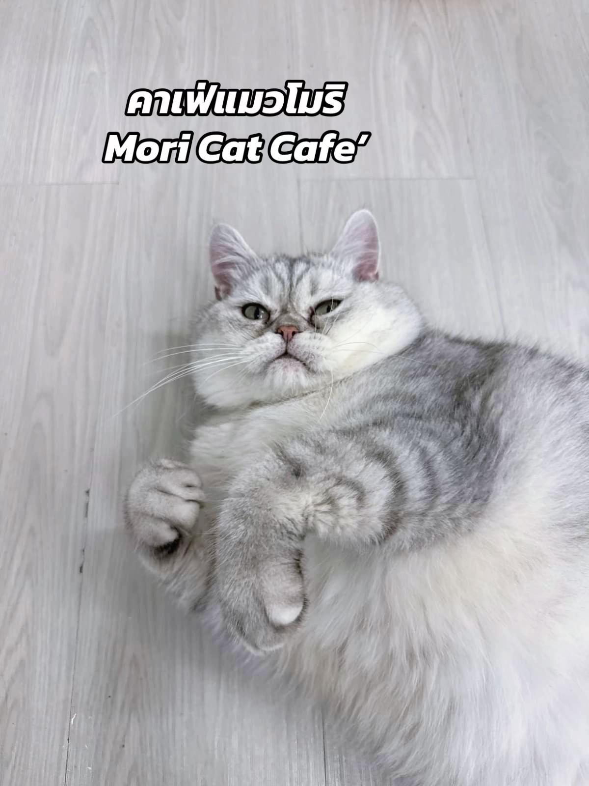 @คาเฟ่แมวโมริ Mori cat cafe'