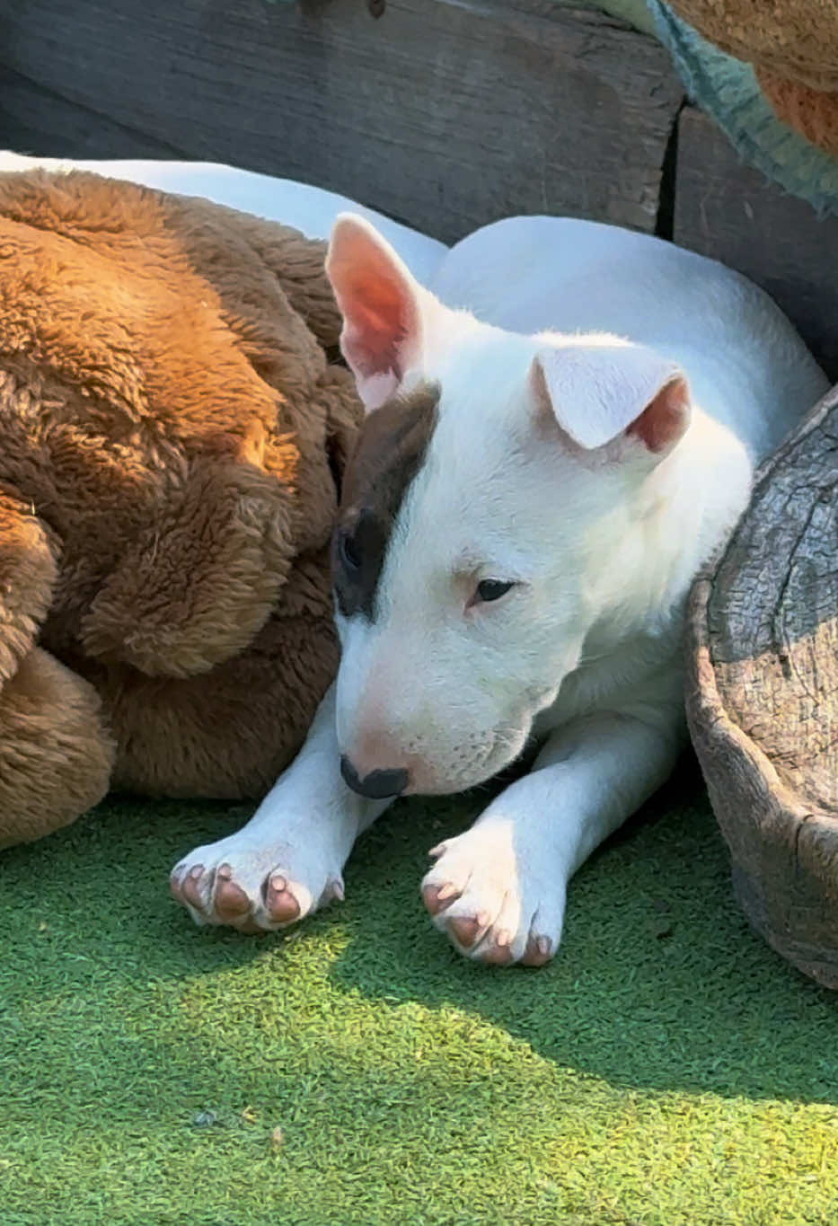 @Terra_Viva_minibullterrier