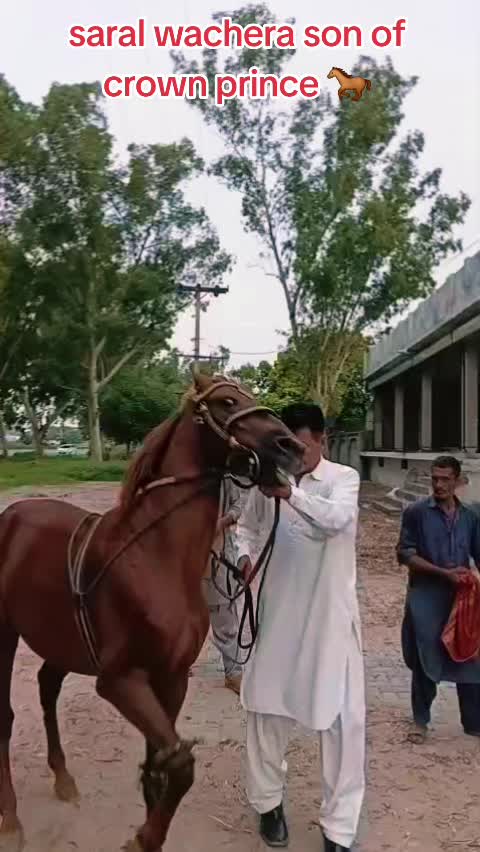 @GUJJAR BADSHAH CHAK PIRANA