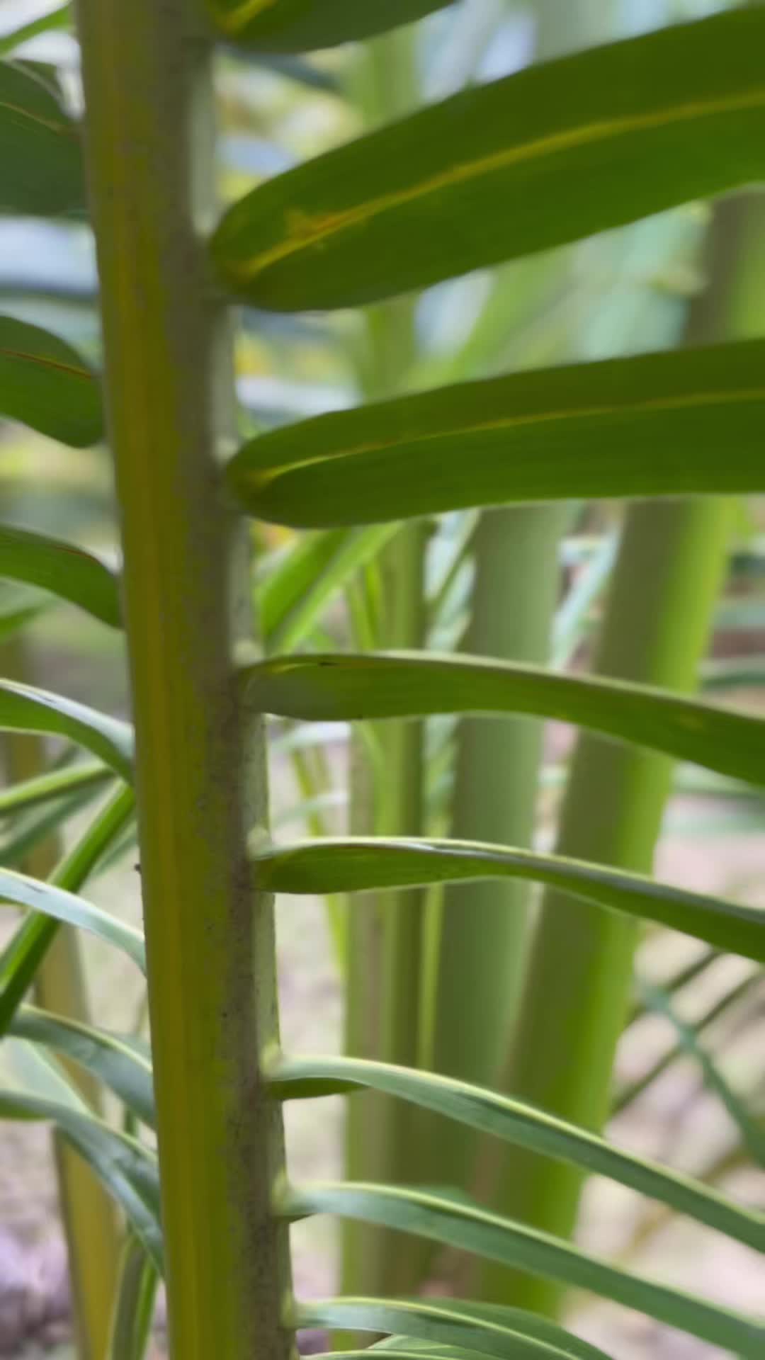 @Angxl_Z_🌴🧃