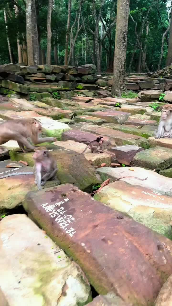 @Law of Nature 🐒