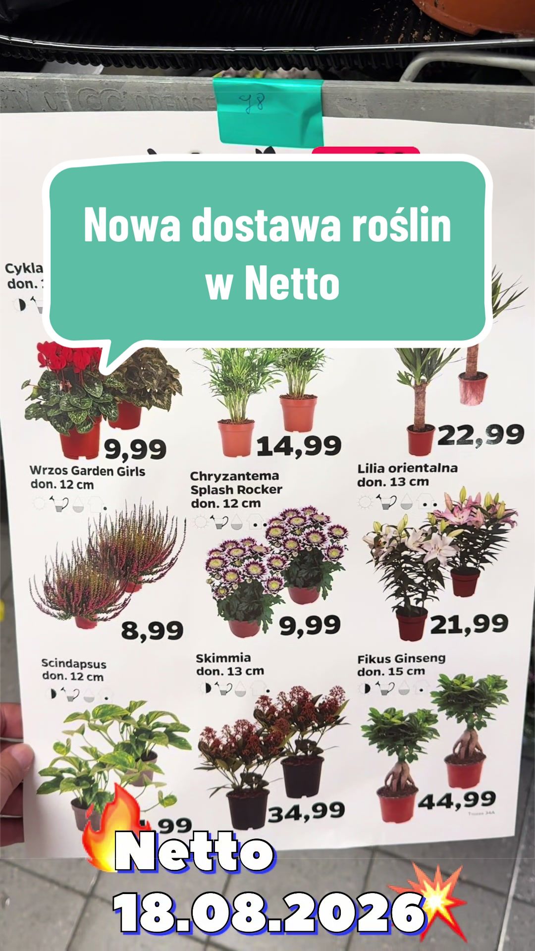 @maciej.plants